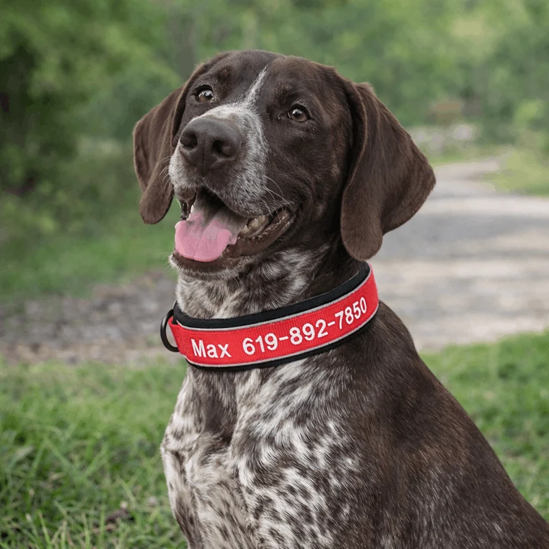Collier Chasse Haute Visibilité Chien Réfléchissant