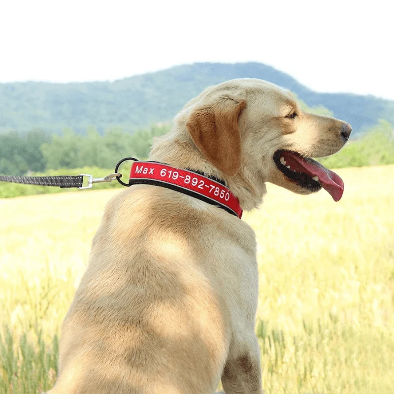 Collier Chasse Haute Visibilité Chien Réfléchissant