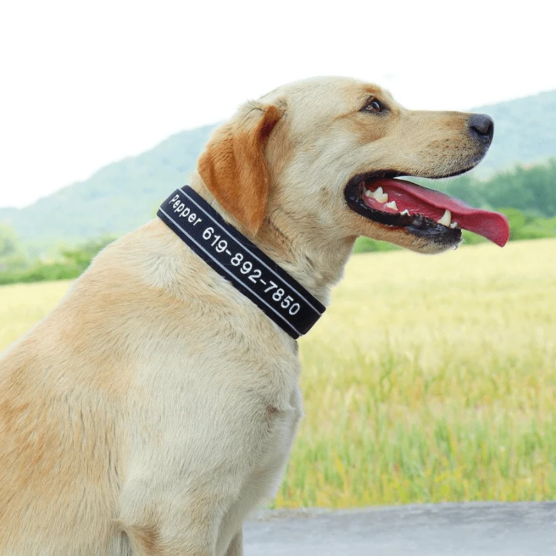 Collier Chasse Haute Visibilité Chien Réfléchissant