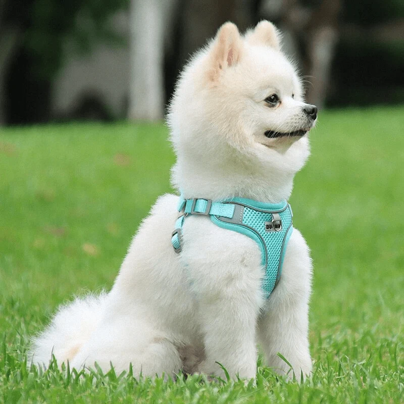 Harnais Confort Nylon Réglable Gros Chien