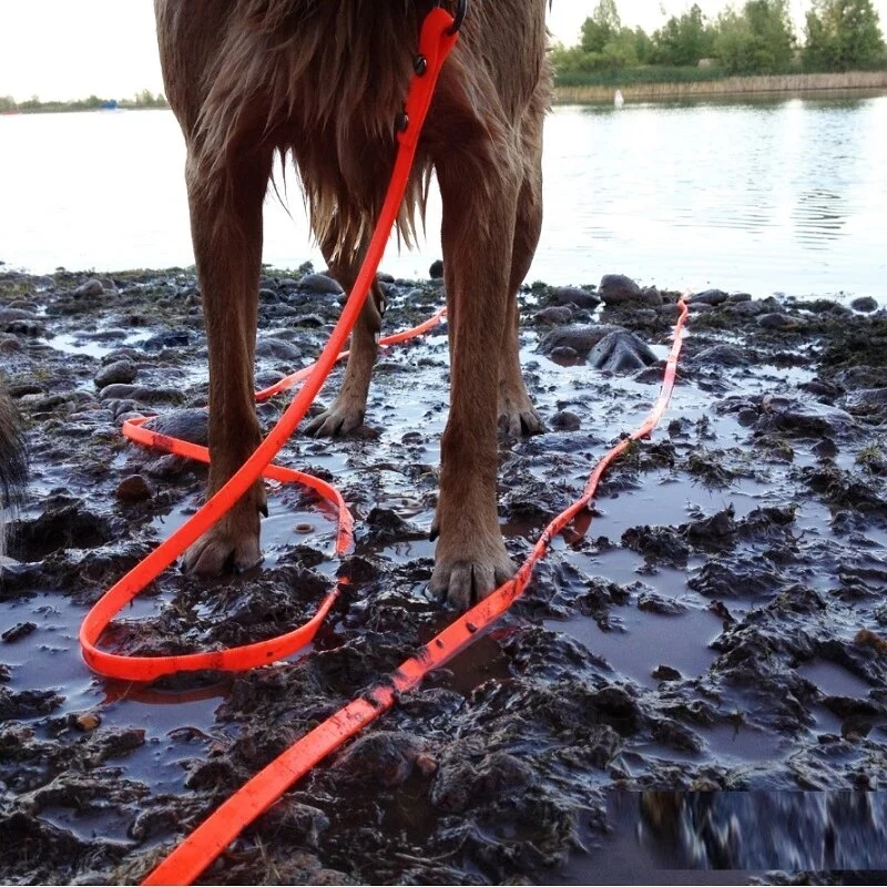 Longe Fine Nylon Multicolore Gros Chien