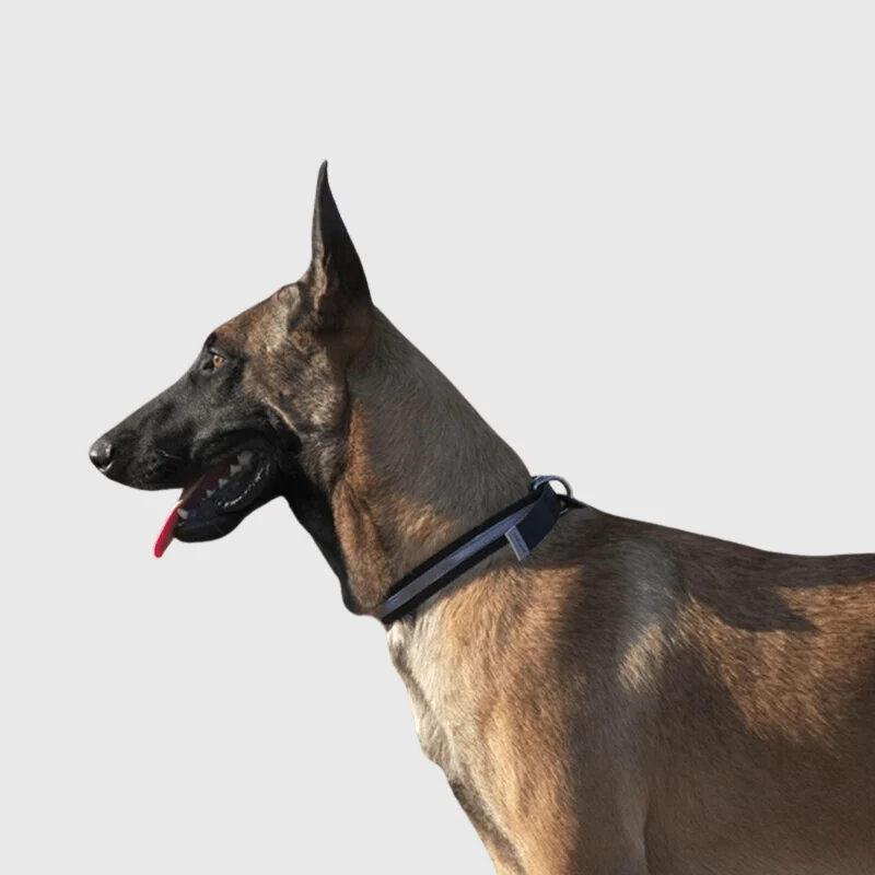Collier Imperméable Chien Réfléchissant Ajustable