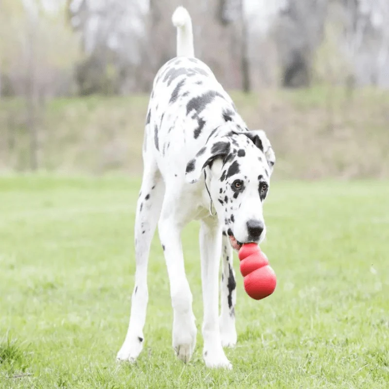 Jouet Caoutchouc Type Kong Chien Ultra-Résistant