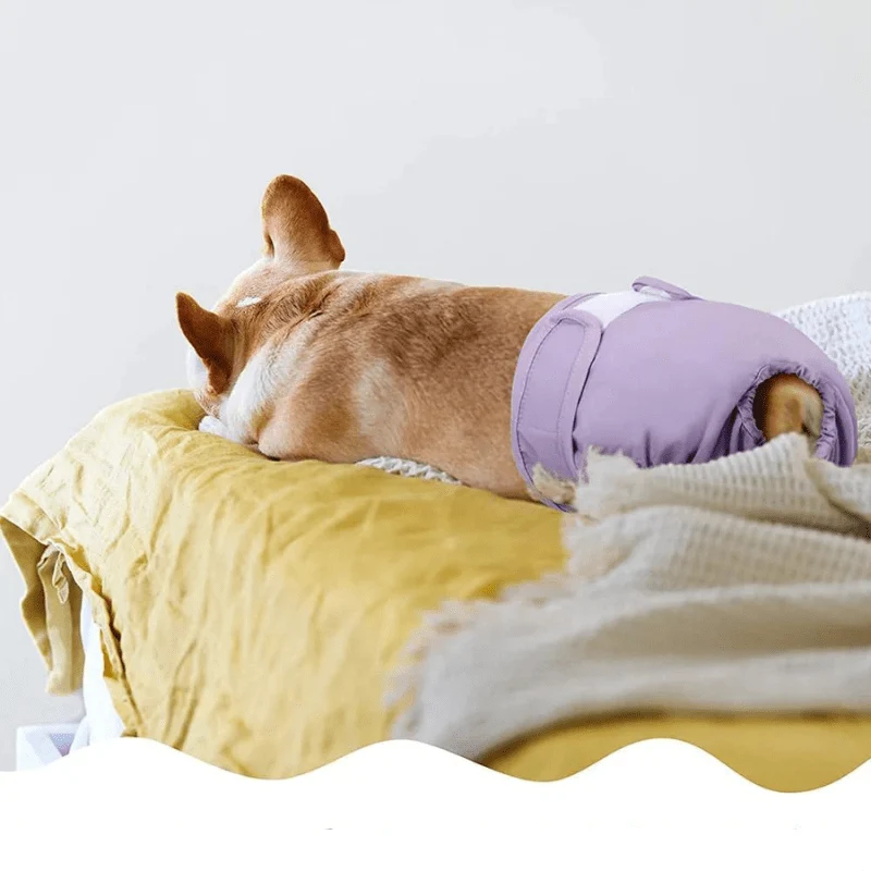 Culotte Hygiénique Élastique Chienne Chaleur