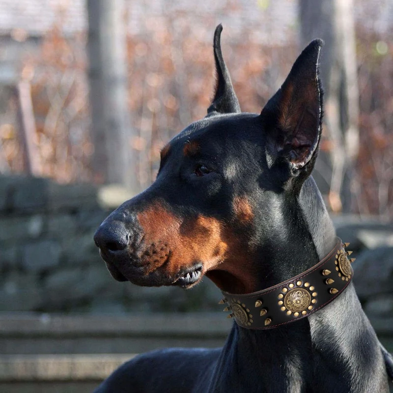Collier Cuir Véritable Renforcé Gros Chien