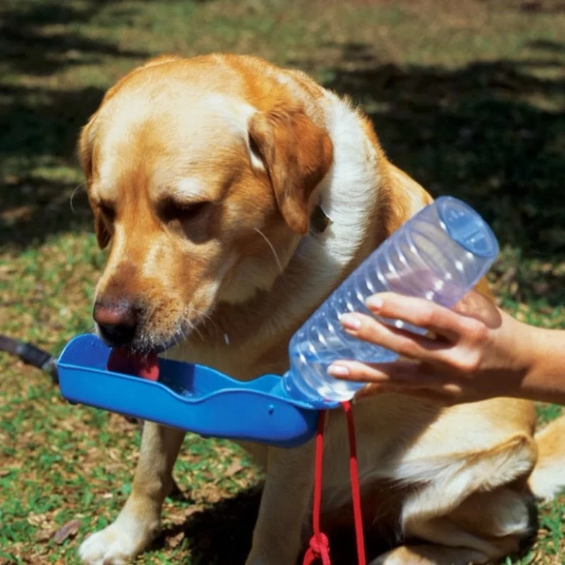 Gourde Portable Promenade Gros Chien 250ml