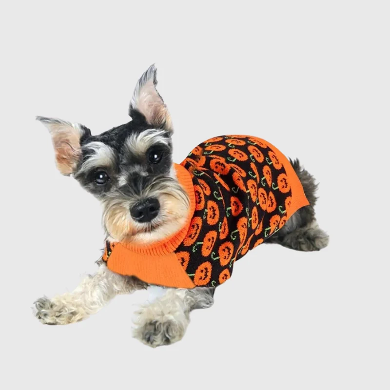 Pull Halloween Citrouilles Chien Orange Festif
