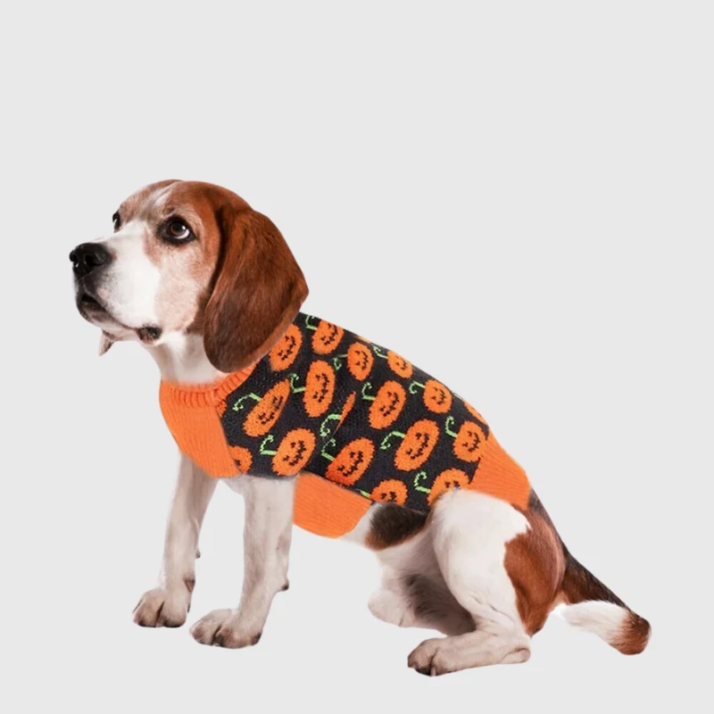 Pull Halloween Citrouilles Chien Orange Festif