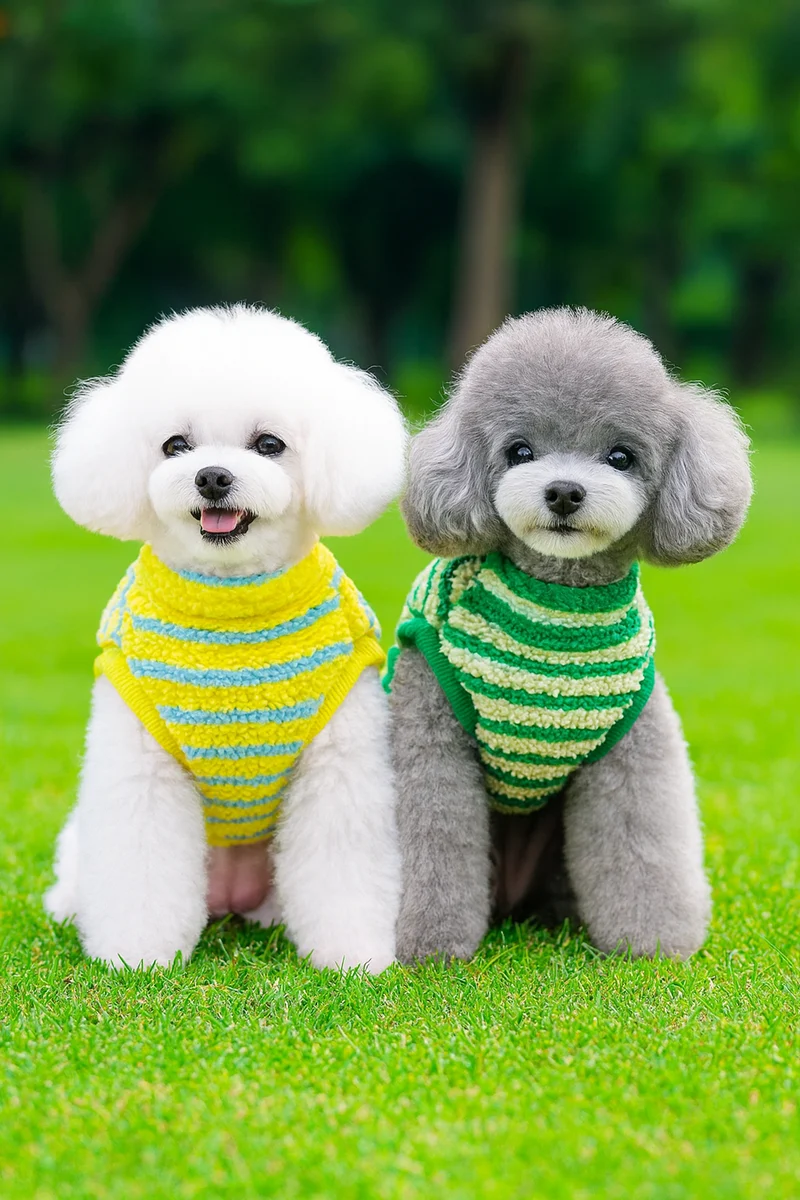 Pull Hiver Grand Chien Jaune Vert Chaud