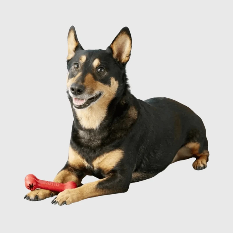 Jouet Os Caoutchouc Ultra-Résistant Gros Chien