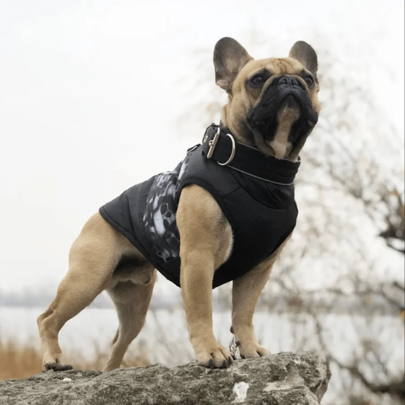 Manteau Imperméable Staffie Hiver Chaud