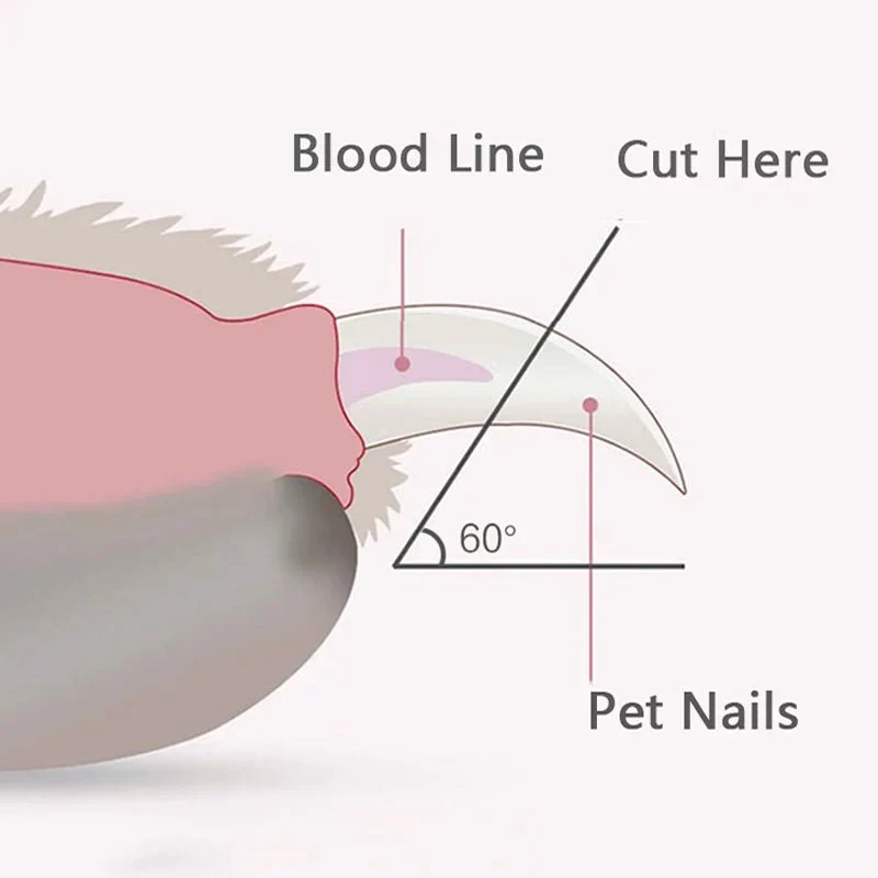 Coupe-Ongles Électrique LED Chien Sécurité