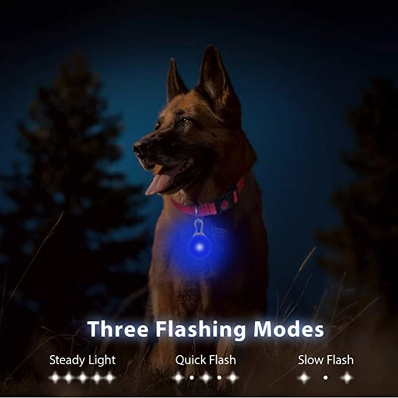 Lampe LED Collier Sécurité Nocturne Chien