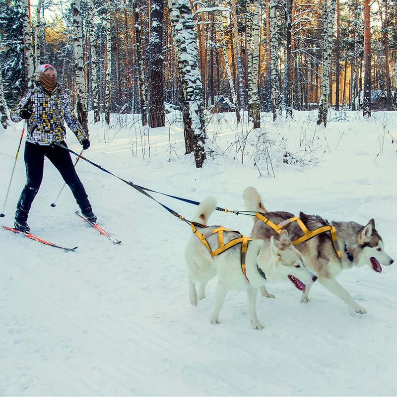 Harnais Canicross Réglable Sport Gros Chien