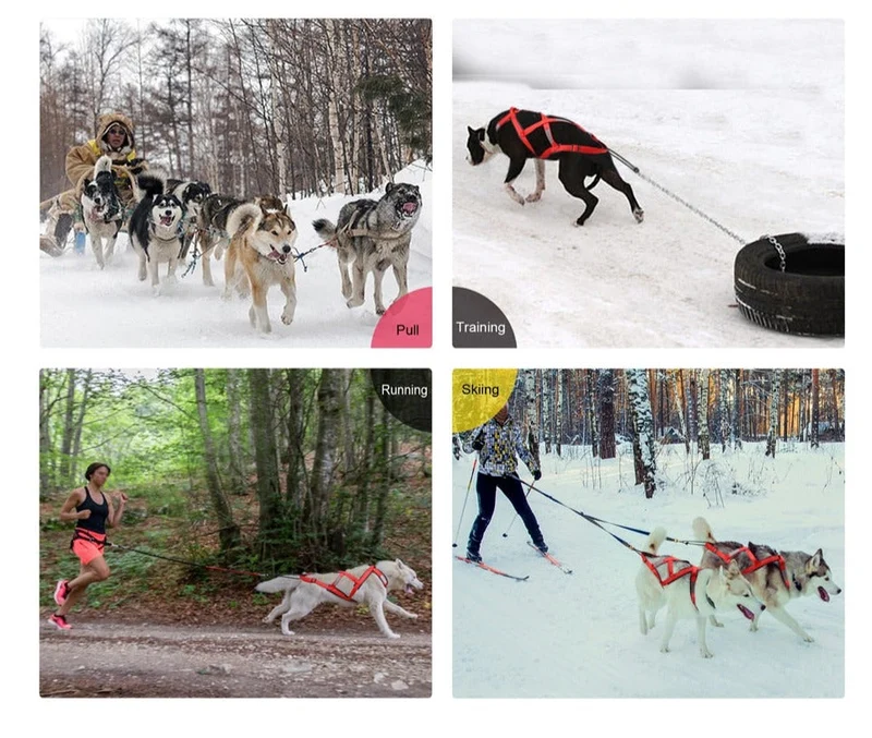 Harnais Canicross Réglable Sport Gros Chien