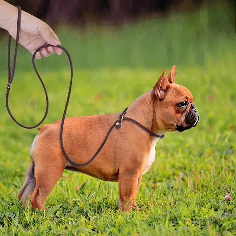 Laisse Lasso Cuir Réglable 2-en-1 Dressage