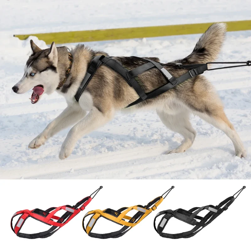 Harnais Tractif Skijoring Sport Canin Gros Chien