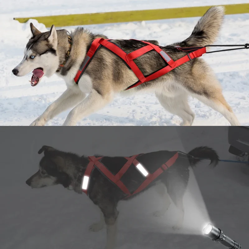 Harnais Tractif Skijoring Sport Canin Gros Chien