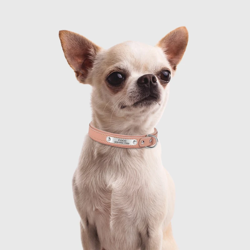 Collier Nylon Personnalisé Petit Chien Gravé