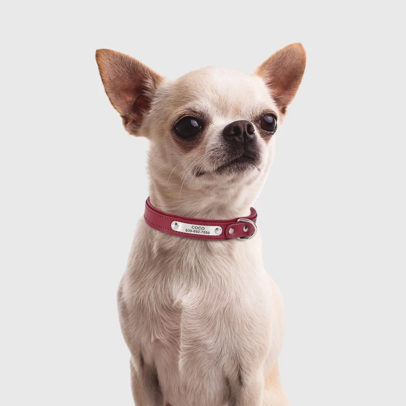 Collier Nylon Personnalisé Petit Chien Gravé