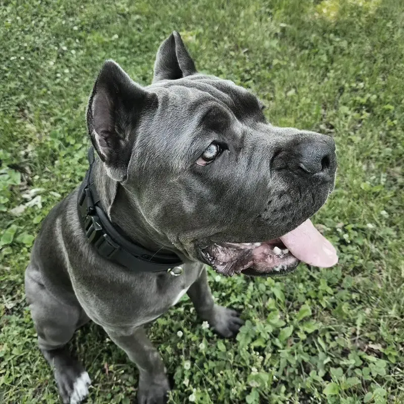 Collier Tactique Militaire Poignée Gros Chien