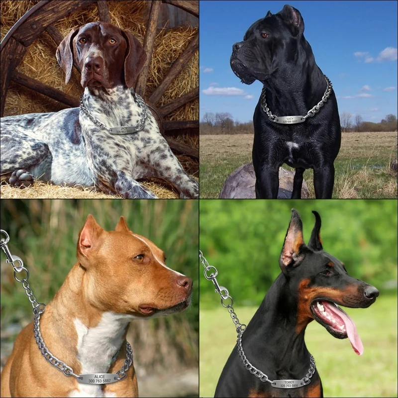 Collier ras-de-cou avec identification pour chien