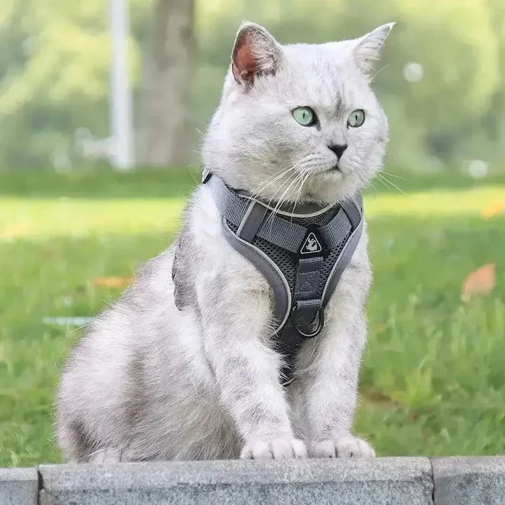 Pack première sortie – Tout pour des balades sereines avec votre chat