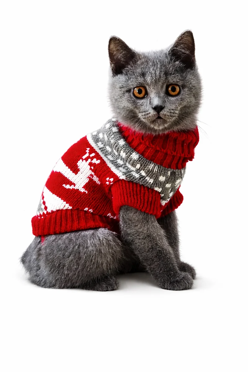 Pull d’hiver pour chat