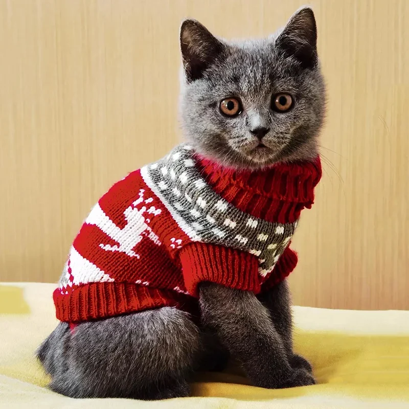 Pull d’hiver pour chat