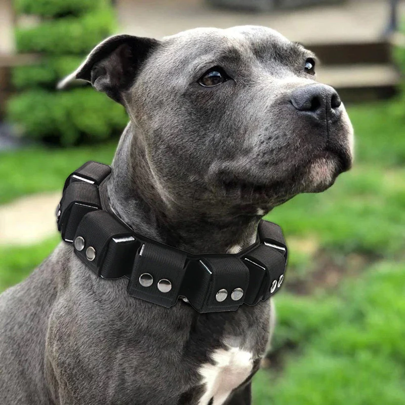 COLLIER LESTÉ POUR CHIEN