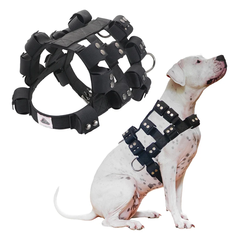 HARNAIS LESTÉ POUR CHIEN