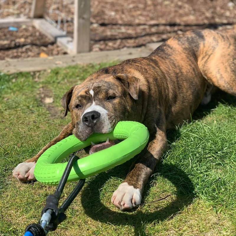 FRISBEE POUR CHIEN INDESTRUCTIBLE