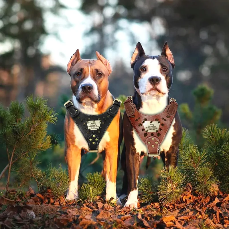 Collier Cuir Clouté Personnalisé Gros Chien Pitbull Mastiff