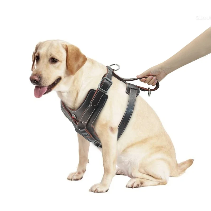 Harnais pour chien en cuir véritable