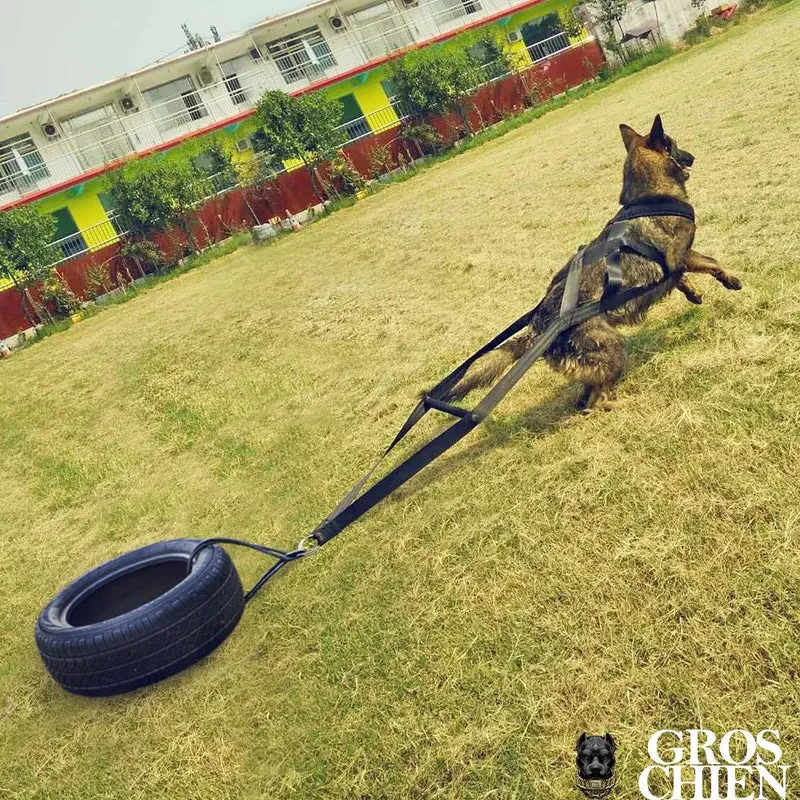 HARNAIS TRACTION CHIEN SPORT CANIN