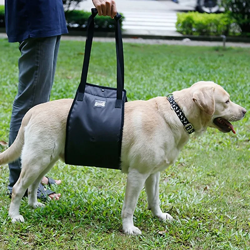 Harnais de soutien à la marche chien