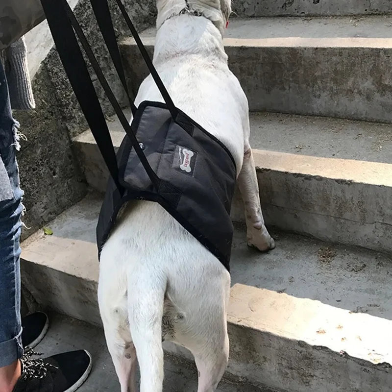 Harnais de soutien à la marche chien