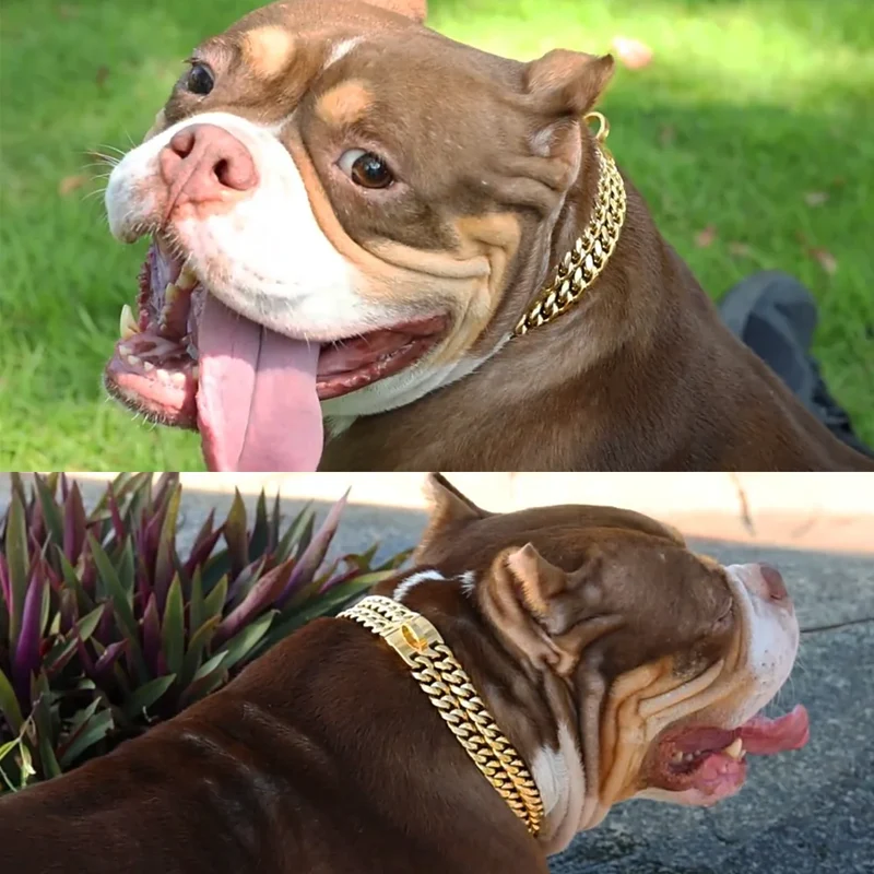 Collier Chaîne Inox Doré Gros Chien Pitbull