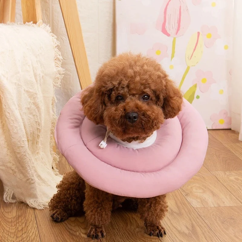 Collerette chien maison