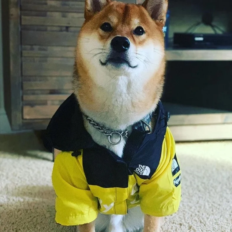 Doudoune pour chien the north Face
