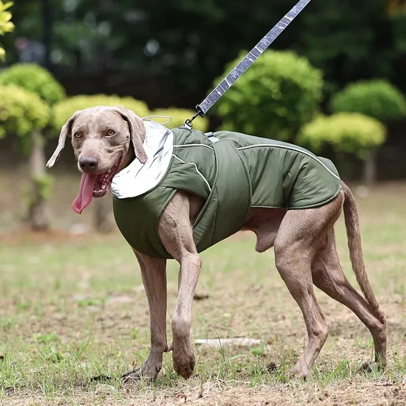 Manteau chien col réfléchissant