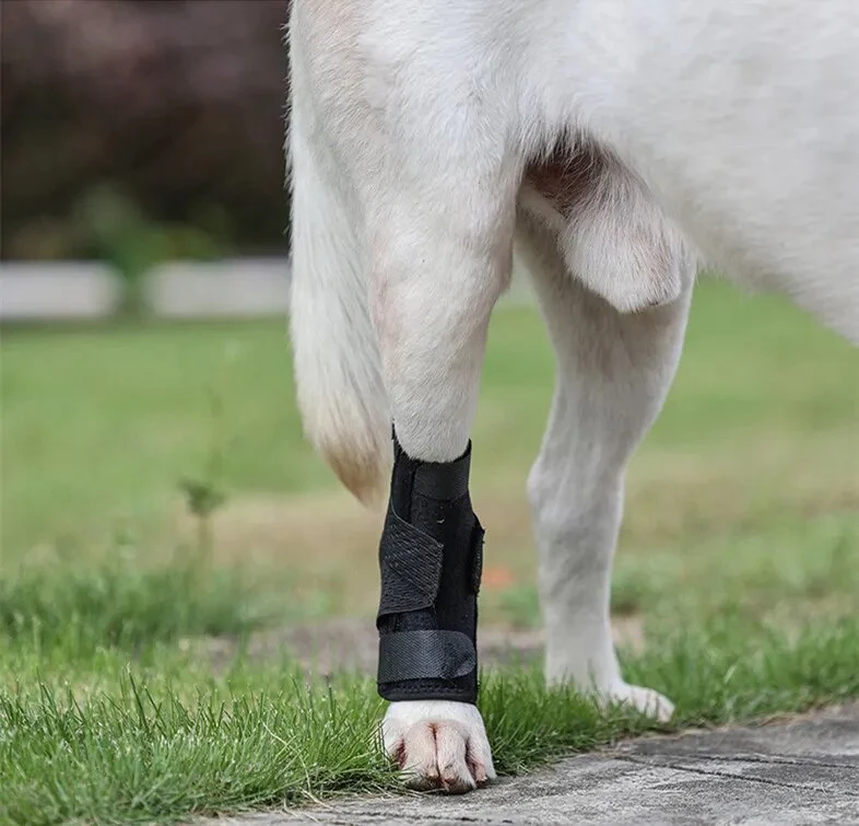 Attelle pour chien arthrose