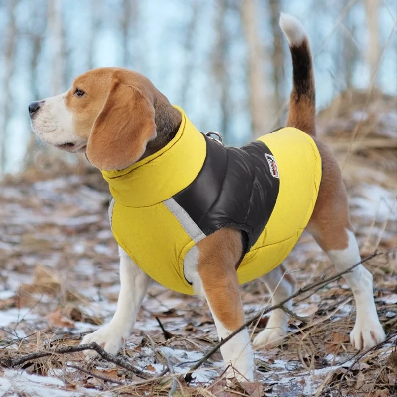 Manteau chien imperméable
