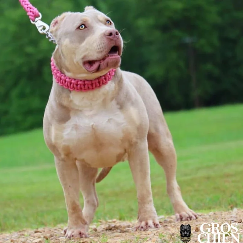 COLLIER + LAISSE "PINK ARMY"