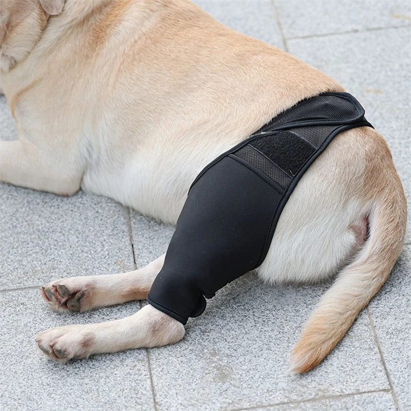 Genouillère chien