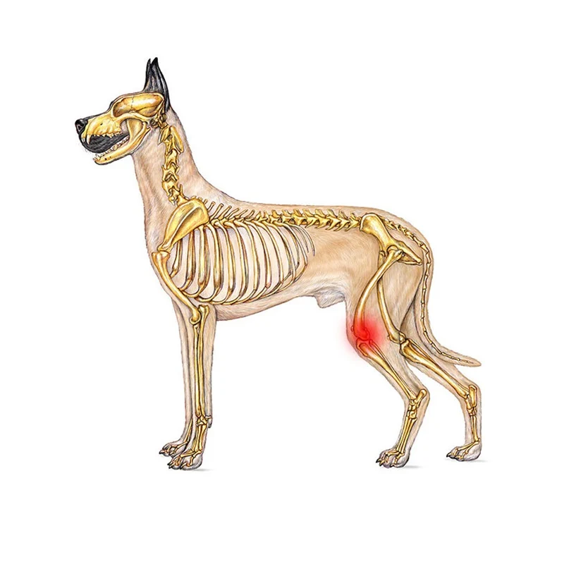 Genouillère chien