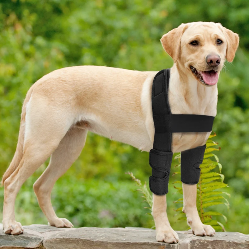 Coudiere chien
