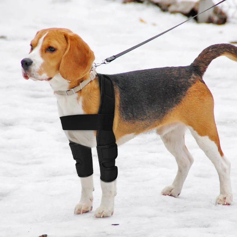 Coudiere chien