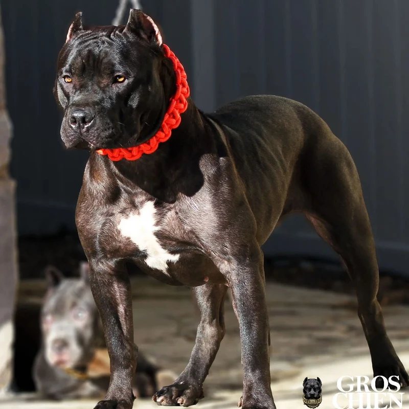 COLLIER + LAISSE "RED ARMY"