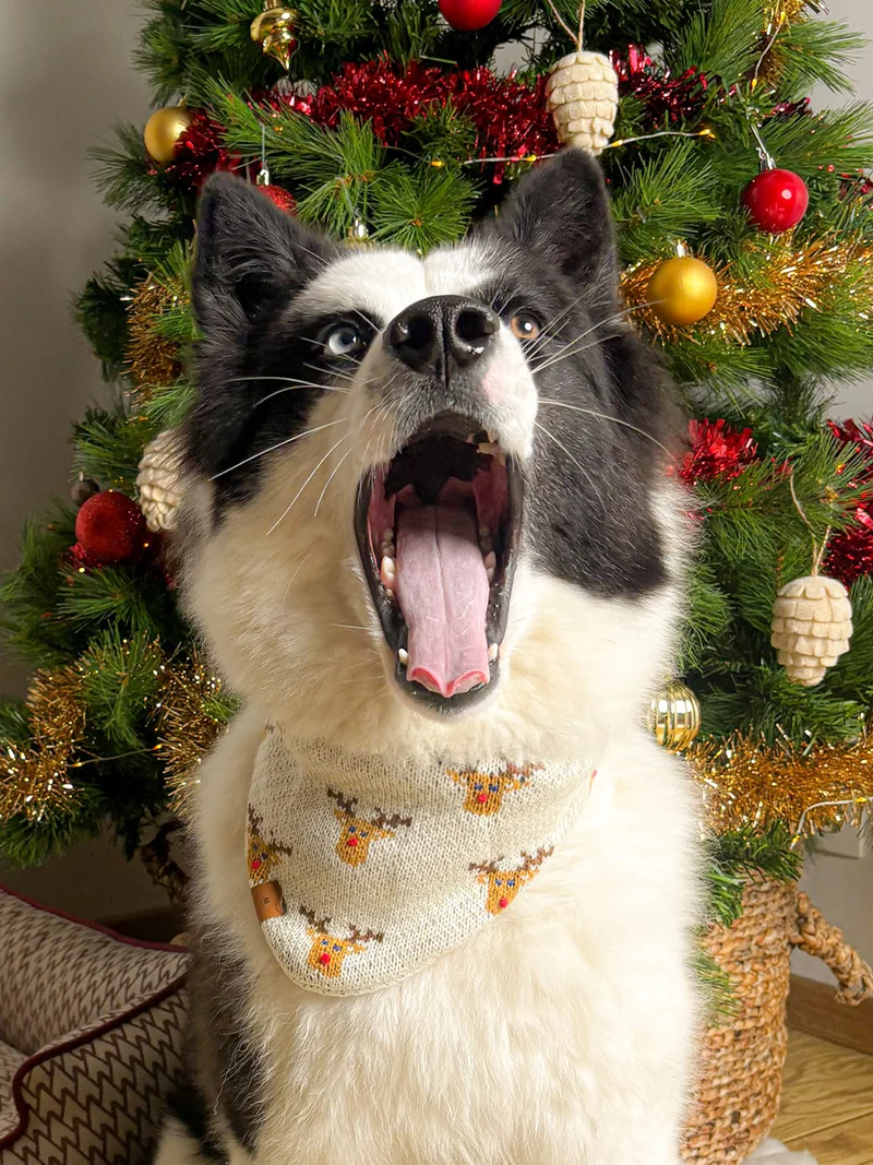 Bandana pour chien en tricot - Reindeer 🦌 - The Foggy Dog